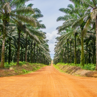 Pour votre bien être, découvrez les vertus de l'huile de palme - Socfin
