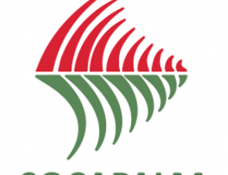Cameroun – Entreprises: Les performances de la Socapalm et Safacam