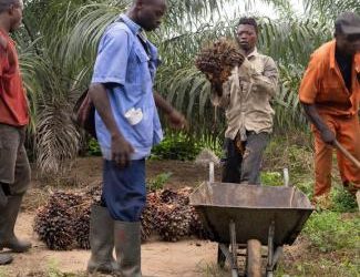 Dieu est intervenu en notre faveur, Brabanta, la plantation ressuscitée
