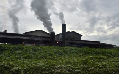 Huile de palme: coopération entre Malaisie, l’Indonésie et chercheurs