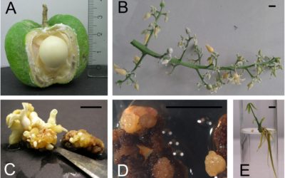Somatic Embryogenesis as Key Technology for Shaping the Rubber Tree of the Future