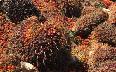 La Malaisie compte sur l’huile de palme durable pour conserver l’accès au marché européen