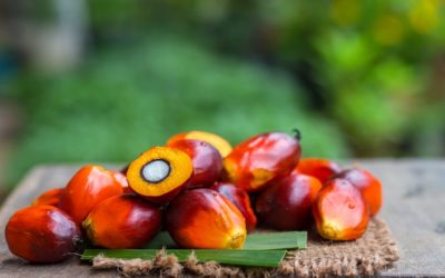 Researchers warn against palm oil ban due to ‘large economic losses’ and risk of ‘even bigger environmental problems’