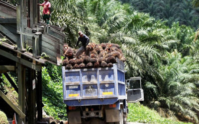 Agro-alimentaire: Socapalm investit 150 milliards en vingt ans