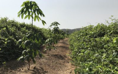 Hévéaculture : comment restaurer la santé des sols après l’abattage d’une plantation de 40 ans ?